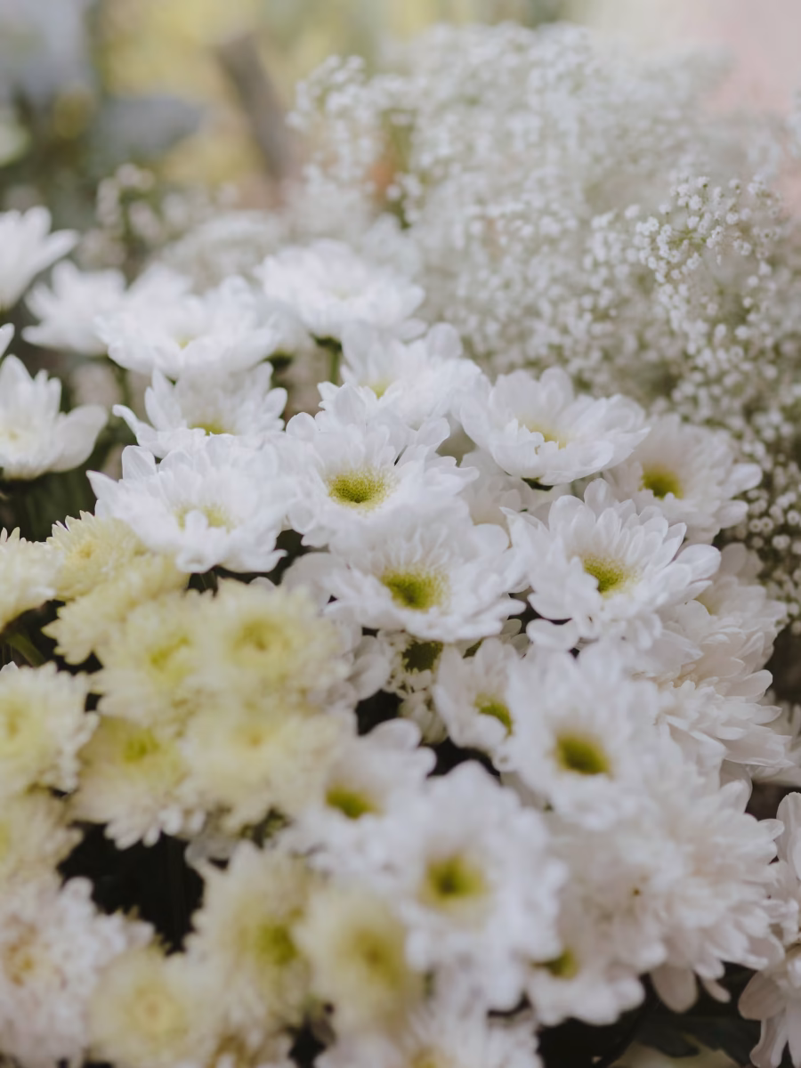 margarita-gerbera-blanca-caspia-blanca_53876-71242